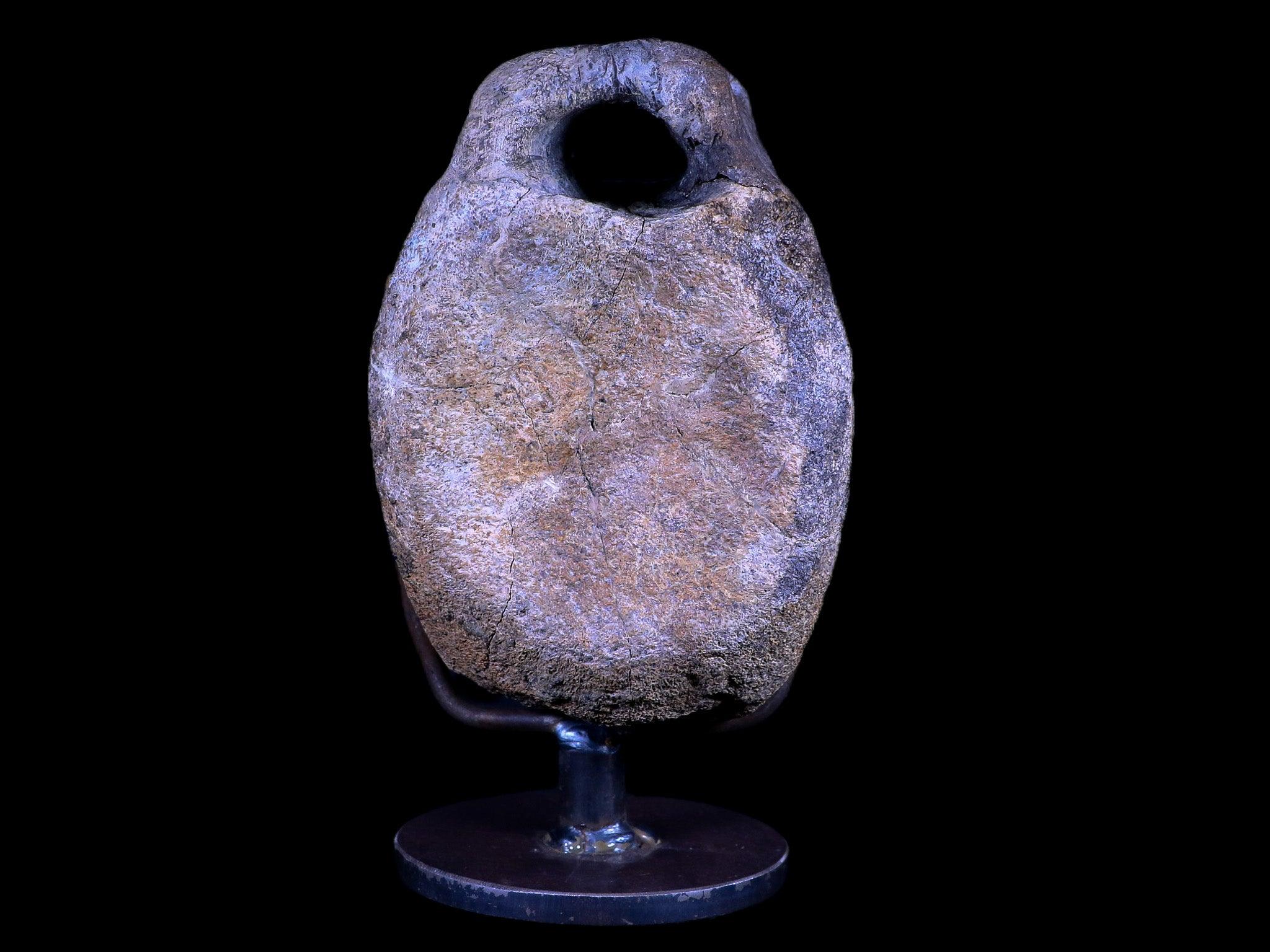 4.8" Hypacrosaurus Dinosaur Fossil Vertebrae Two Medicine FM Montana COA, Stand - Fossil Age Minerals