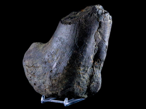 7" Hypacrosaurus Dinosaur Fossil Femur Bone Two Medicine FM Hadrosaur COA - Fossil Age Minerals