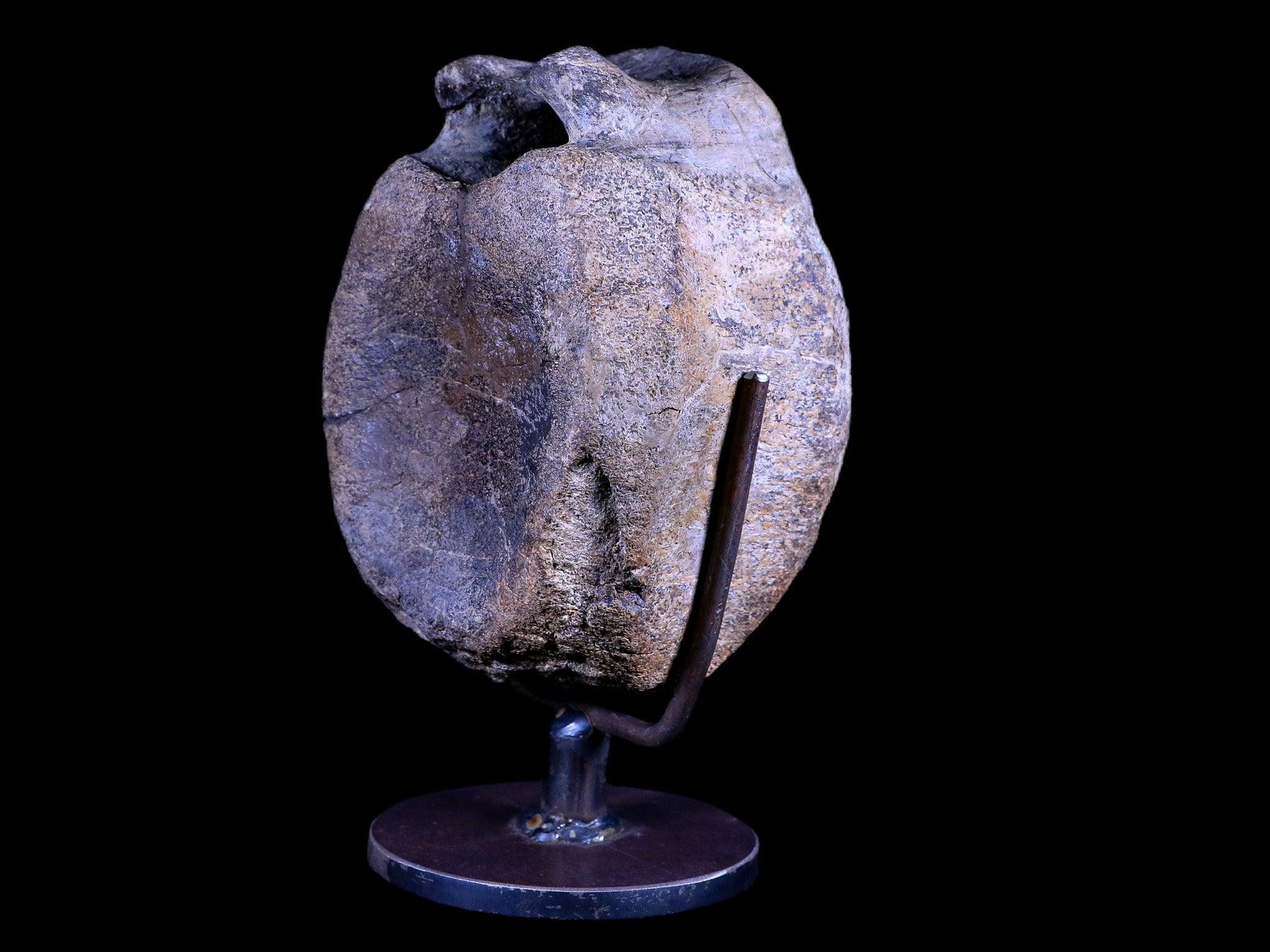 4.8" Hypacrosaurus Dinosaur Fossil Vertebrae Two Medicine FM Montana COA, Stand - Fossil Age Minerals