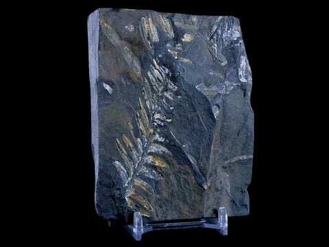 3.8" Alethopteris Fern Plant Leaf Fossil Carboniferous Age Llewellyn FM ST Clair, PA - Fossil Age Minerals