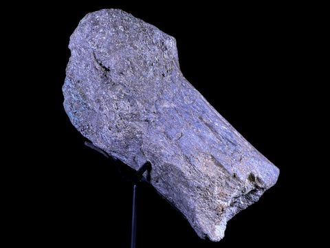 7" Camarasaurus Dinosaur Fossil Limb Bone Morrison FM CO Jurassic Age COA Stand - Fossil Age Minerals