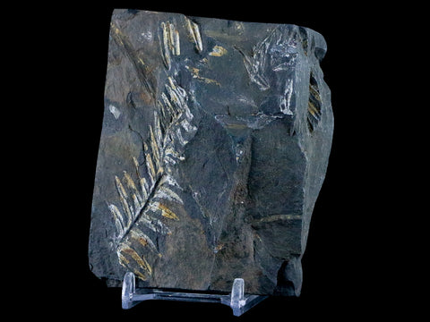 3.8" Alethopteris Fern Plant Leaf Fossil Carboniferous Age Llewellyn FM ST Clair, PA - Fossil Age Minerals
