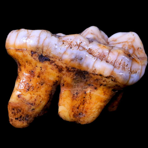 1.5" Extinct Cave Bear Ursus Spelaeus Molar Tooth Rooted Pleistocene Age COA - Fossil Age Minerals