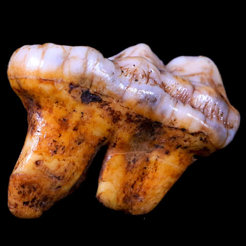1.5" Extinct Cave Bear Ursus Spelaeus Molar Tooth Rooted Pleistocene Age COA - Fossil Age Minerals
