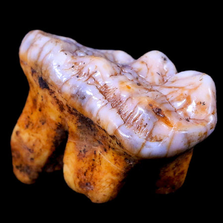 1.5" Extinct Cave Bear Ursus Spelaeus Molar Tooth Rooted Pleistocene Age COA