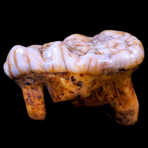 1.5" Extinct Cave Bear Ursus Spelaeus Molar Tooth Rooted Pleistocene Age COA - Fossil Age Minerals