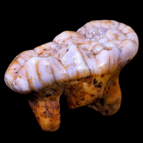 1.5" Extinct Cave Bear Ursus Spelaeus Molar Tooth Rooted Pleistocene Age COA - Fossil Age Minerals