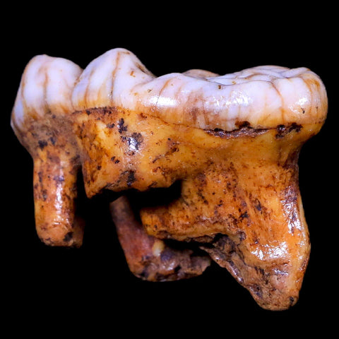 1.5" Extinct Cave Bear Ursus Spelaeus Molar Tooth Rooted Pleistocene Age COA - Fossil Age Minerals