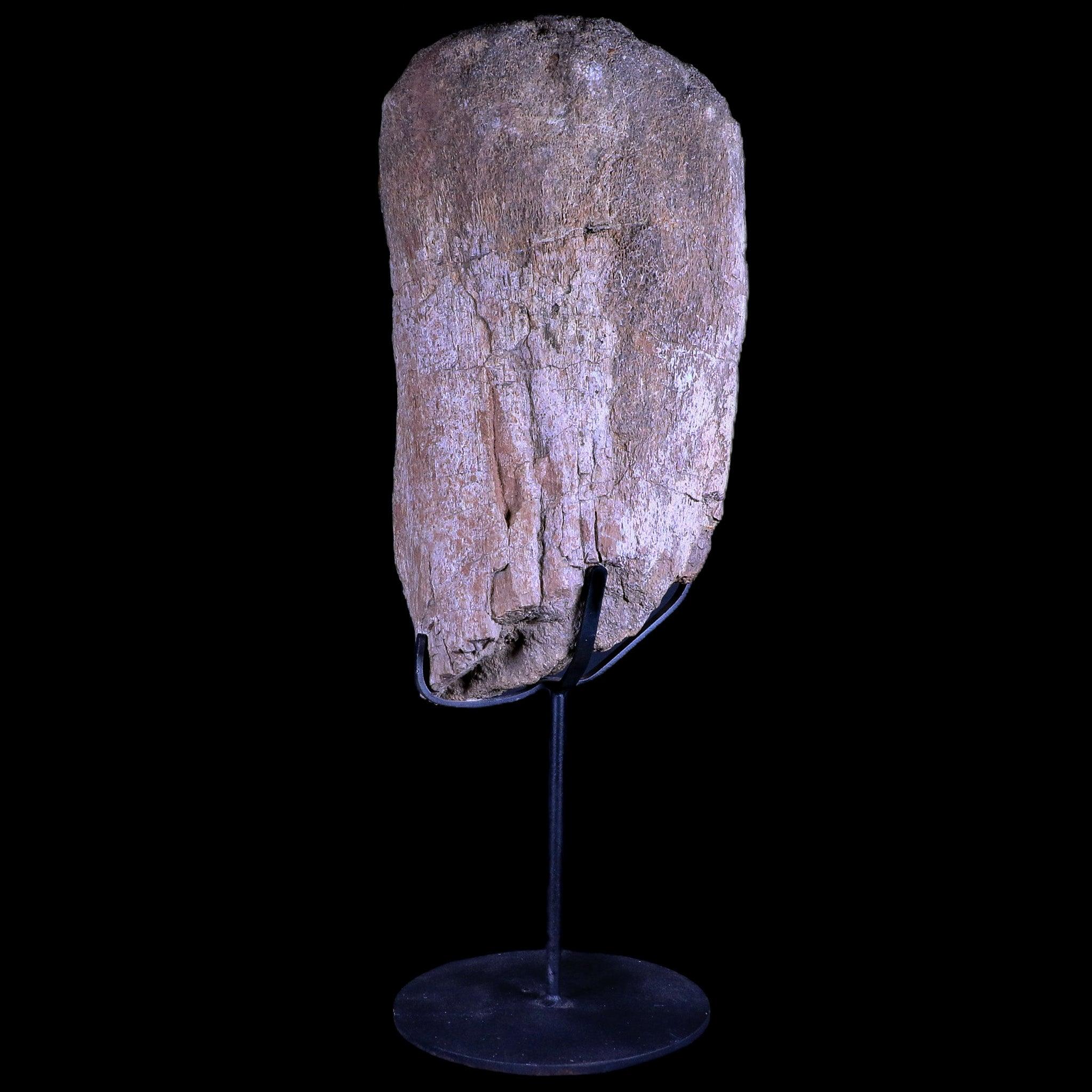 8.5" Camarasaurus Dinosaur Fossil Bone Morrison FM CO Jurassic Age COA Metal Stand - Fossil Age Minerals