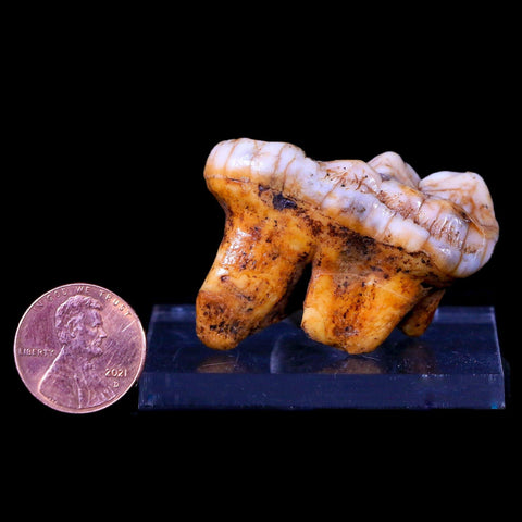 1.5" Extinct Cave Bear Ursus Spelaeus Molar Tooth Rooted Pleistocene Age COA - Fossil Age Minerals