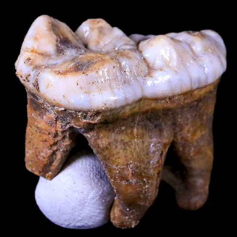 1.4" Extinct Cave Bear Ursus Spelaeus Molar Tooth Rooted Pleistocene Age COA - Fossil Age Minerals