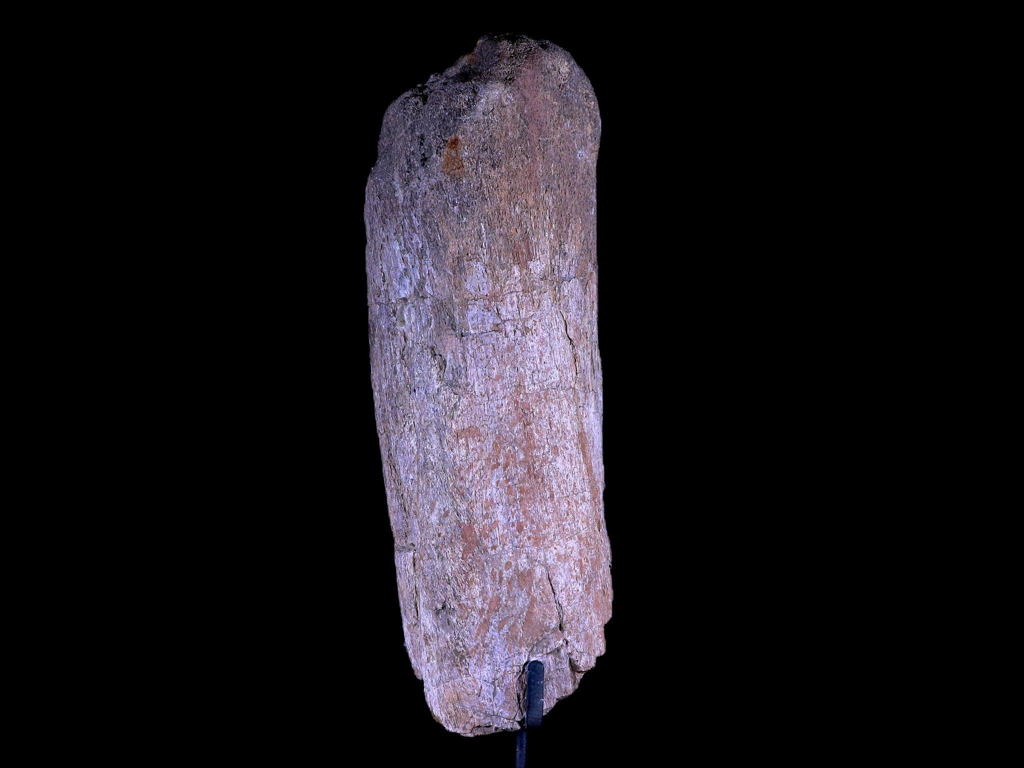 8.5" Camarasaurus Dinosaur Fossil Bone Morrison FM CO Jurassic Age COA Metal Stand - Fossil Age Minerals