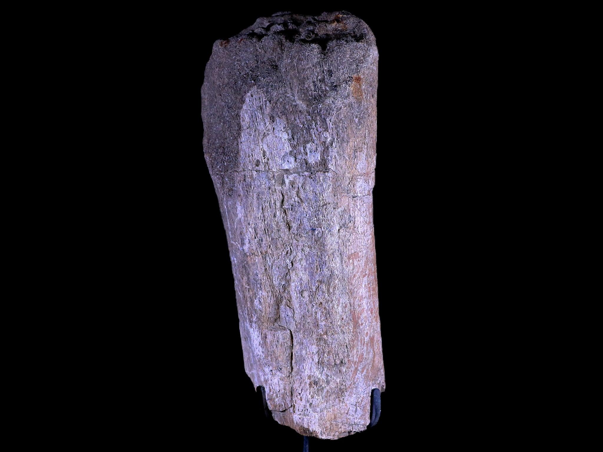 8.5" Camarasaurus Dinosaur Fossil Bone Morrison FM CO Jurassic Age COA Metal Stand - Fossil Age Minerals