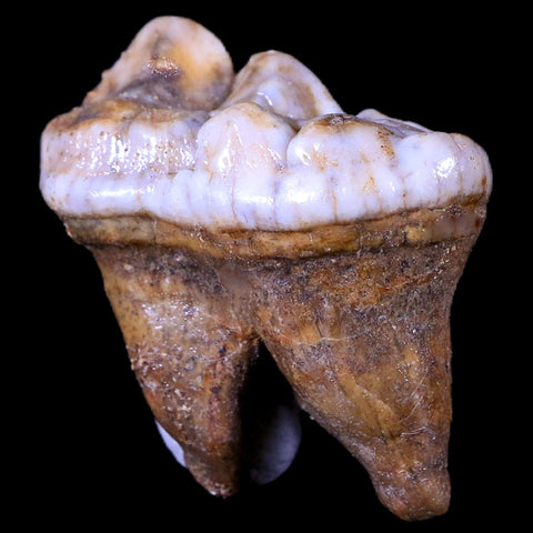 1.4" Extinct Cave Bear Ursus Spelaeus Molar Tooth Rooted Pleistocene Age COA - Fossil Age Minerals