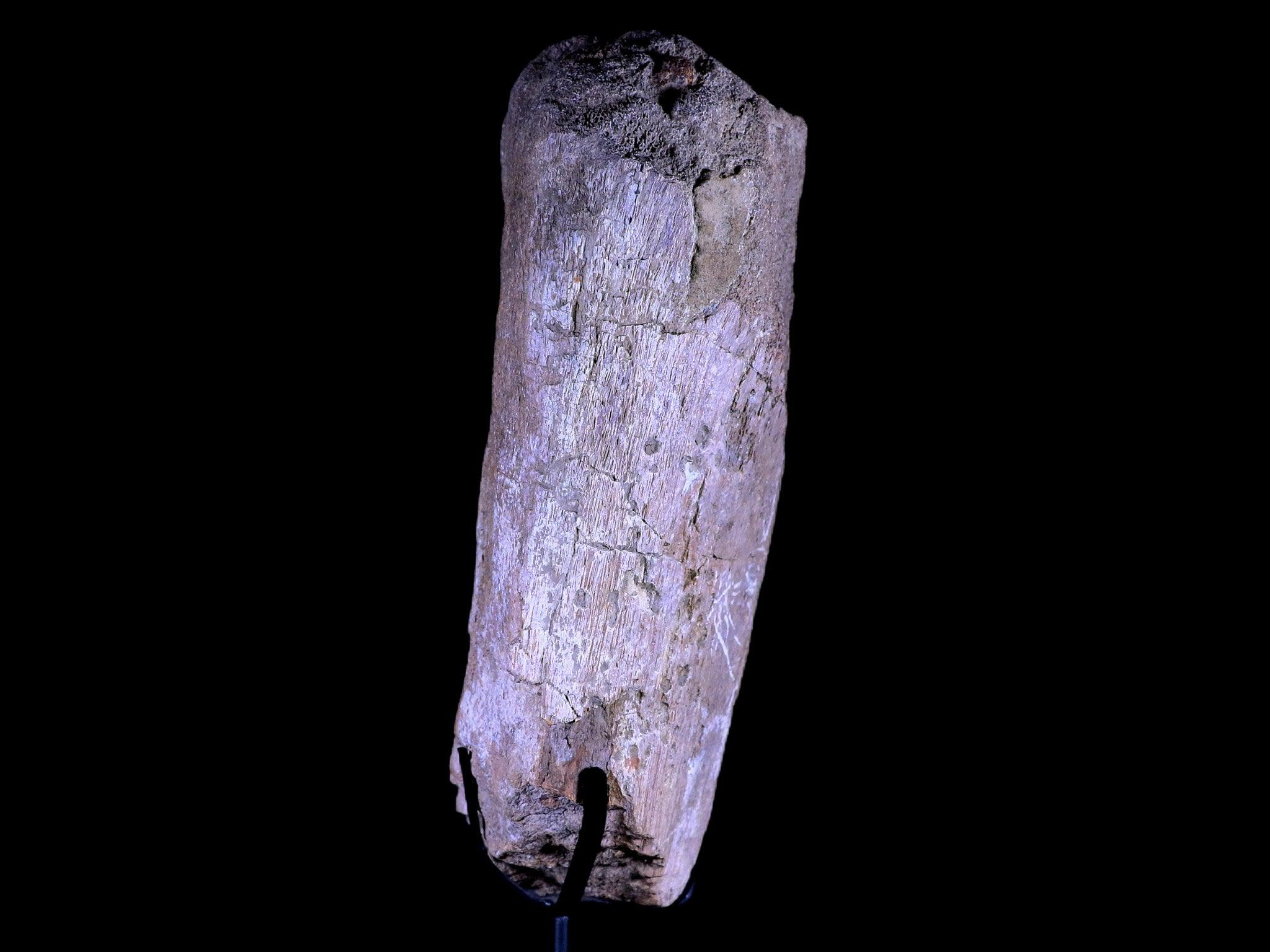 8.5" Camarasaurus Dinosaur Fossil Bone Morrison FM CO Jurassic Age COA Metal Stand - Fossil Age Minerals