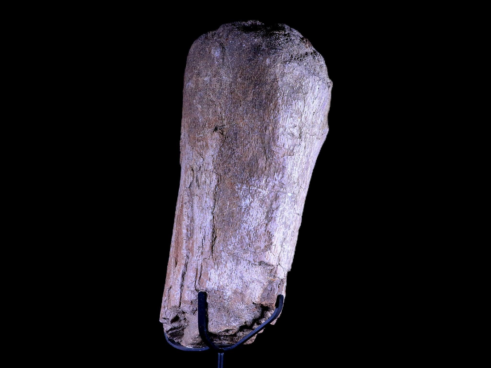 8.5" Camarasaurus Dinosaur Fossil Bone Morrison FM CO Jurassic Age COA Metal Stand - Fossil Age Minerals