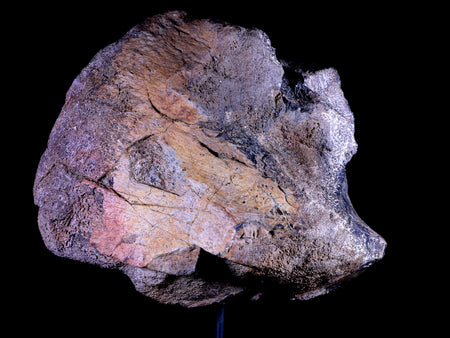 9" Diplodocus Dinosaur Fossil Limb Bone Morrison FM WY Jurassic Age COA Stand
