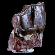 0.8" Running Rhino Hyracodon Nebrascensis Fossil Tooth SD Badlands COA, Display