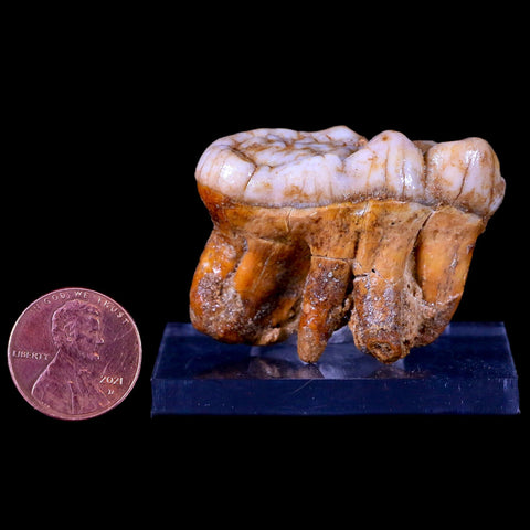 1.6" Extinct Cave Bear Ursus Spelaeus Molar Tooth Rooted Pleistocene Age COA - Fossil Age Minerals