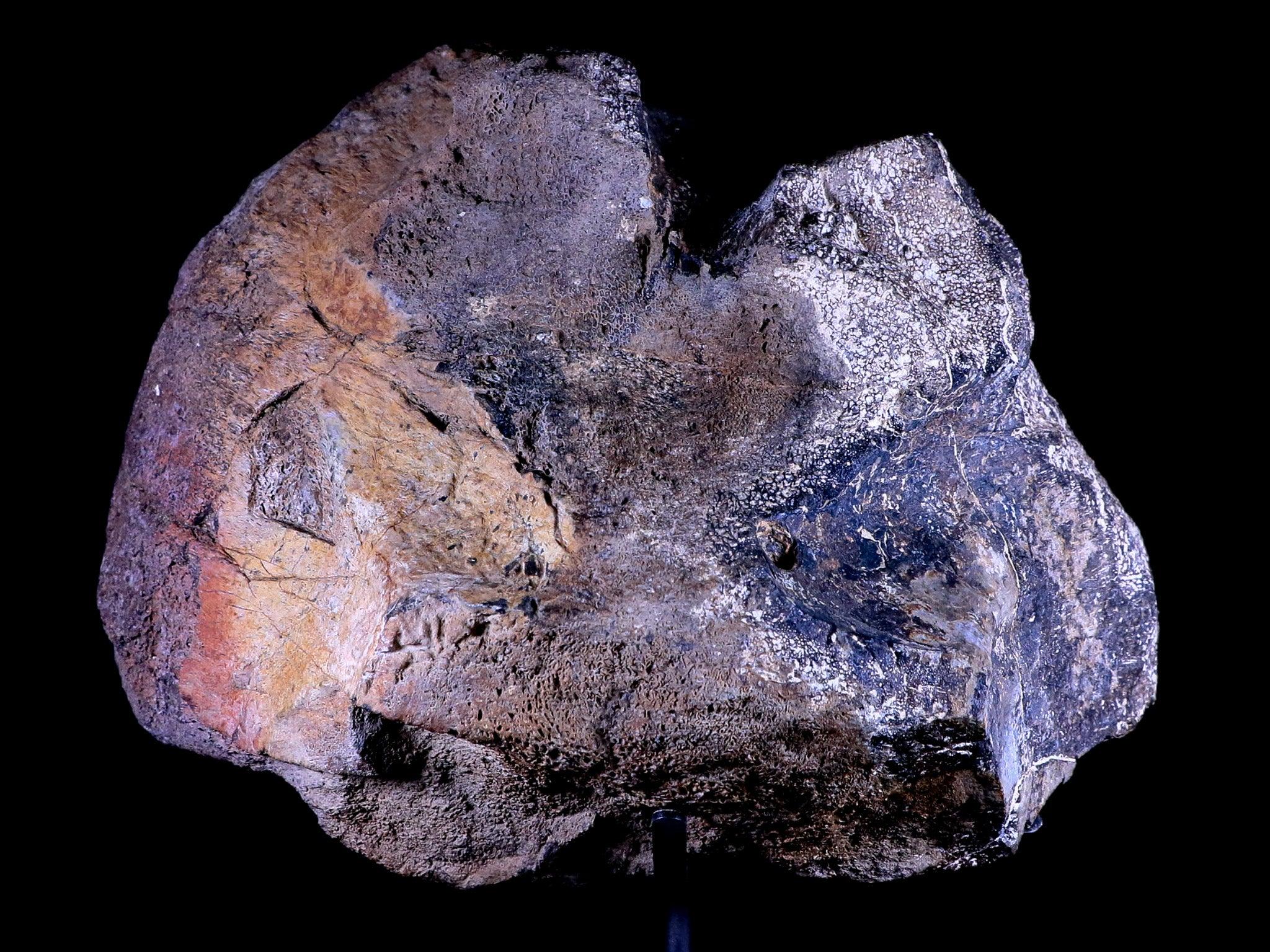 9" Diplodocus Dinosaur Fossil Limb Bone Morrison FM WY Jurassic Age COA Stand - Fossil Age Minerals