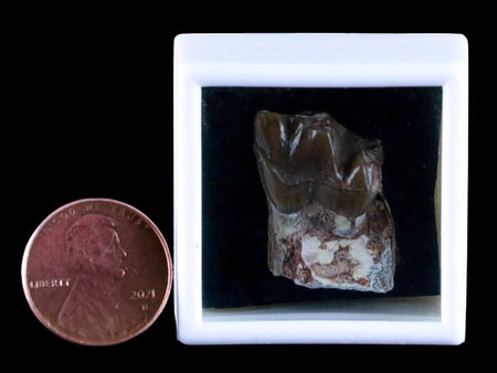 0.8" Running Rhino Hyracodon Nebrascensis Fossil Tooth SD Badlands COA, Display