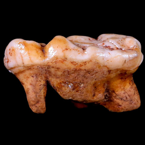 1.5" Extinct Cave Bear Ursus Spelaeus Molar Tooth Rooted Pleistocene Age COA - Fossil Age Minerals