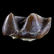 0.9" Running Rhino Hyracodon Nebrascensis Fossil Tooth SD Badlands COA, Display
