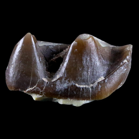 0.9" Running Rhino Hyracodon Nebrascensis Fossil Tooth SD Badlands COA, Display - Fossil Age Minerals