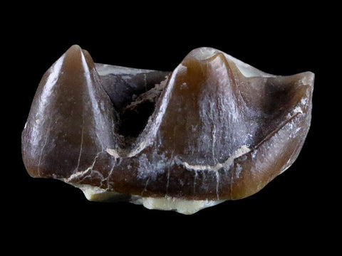 0.9" Running Rhino Hyracodon Nebrascensis Fossil Tooth SD Badlands COA, Display - Fossil Age Minerals