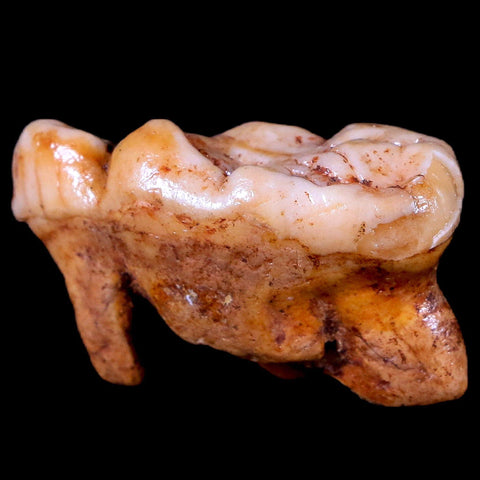 1.5" Extinct Cave Bear Ursus Spelaeus Molar Tooth Rooted Pleistocene Age COA - Fossil Age Minerals