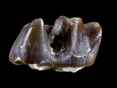 0.9" Running Rhino Hyracodon Nebrascensis Fossil Tooth SD Badlands COA, Display - Fossil Age Minerals