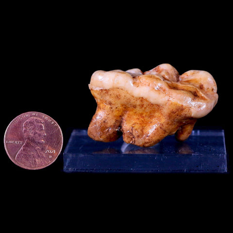 1.5" Extinct Cave Bear Ursus Spelaeus Molar Tooth Rooted Pleistocene Age COA - Fossil Age Minerals