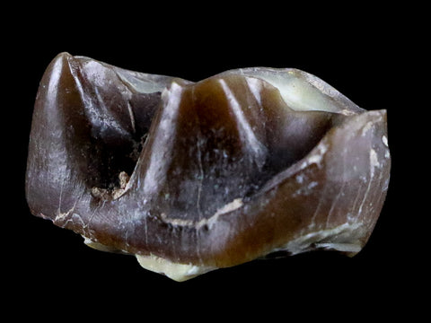 0.9" Running Rhino Hyracodon Nebrascensis Fossil Tooth SD Badlands COA, Display - Fossil Age Minerals