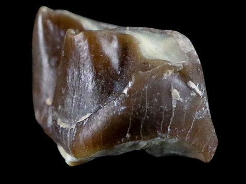0.9" Running Rhino Hyracodon Nebrascensis Fossil Tooth SD Badlands COA, Display - Fossil Age Minerals