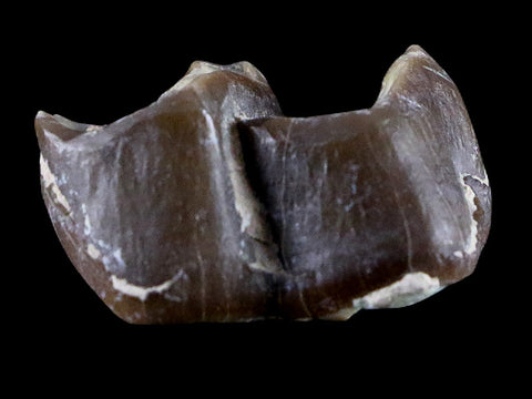 0.9" Running Rhino Hyracodon Nebrascensis Fossil Tooth SD Badlands COA, Display - Fossil Age Minerals