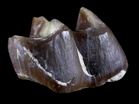 0.9" Running Rhino Hyracodon Nebrascensis Fossil Tooth SD Badlands COA, Display - Fossil Age Minerals