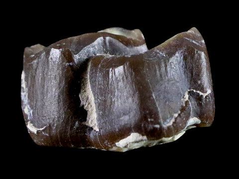 0.9" Running Rhino Hyracodon Nebrascensis Fossil Tooth SD Badlands COA, Display - Fossil Age Minerals