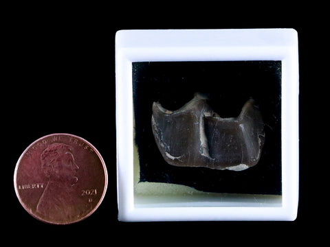 0.9" Running Rhino Hyracodon Nebrascensis Fossil Tooth SD Badlands COA, Display - Fossil Age Minerals