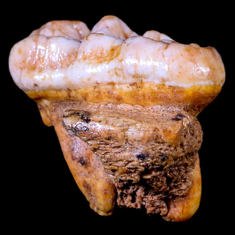 1.5" Extinct Cave Bear Ursus Spelaeus Molar Tooth Rooted Pleistocene Age COA - Fossil Age Minerals
