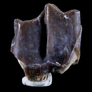 0.9" Running Rhino Hyracodon Nebrascensis Fossil Tooth SD Badlands COA, Display