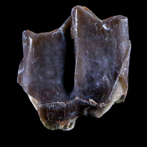 0.9" Running Rhino Hyracodon Nebrascensis Fossil Tooth SD Badlands COA, Display - Fossil Age Minerals