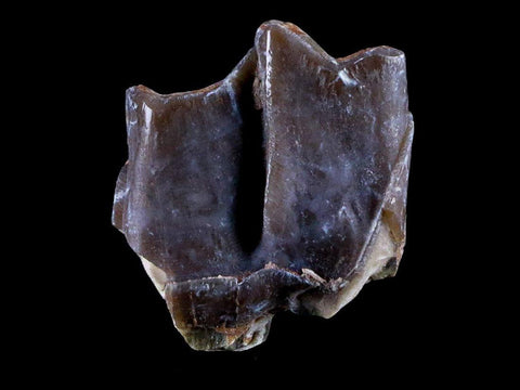 0.9" Running Rhino Hyracodon Nebrascensis Fossil Tooth SD Badlands COA, Display - Fossil Age Minerals