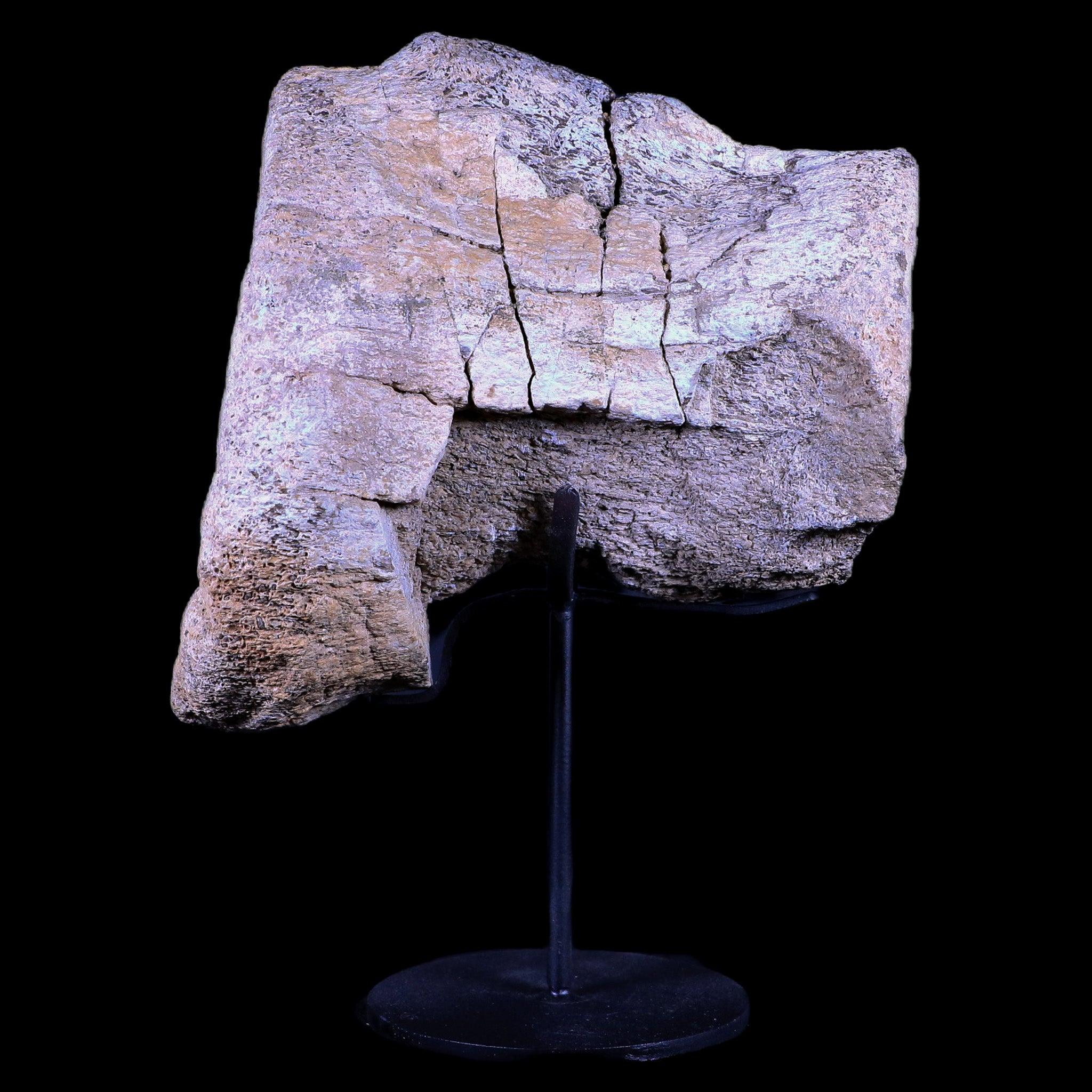 5.5" Camarasaurus Dinosaur Fossil Vertebrae Bone Morrison FM CO Jurassic COA Stand - Fossil Age Minerals