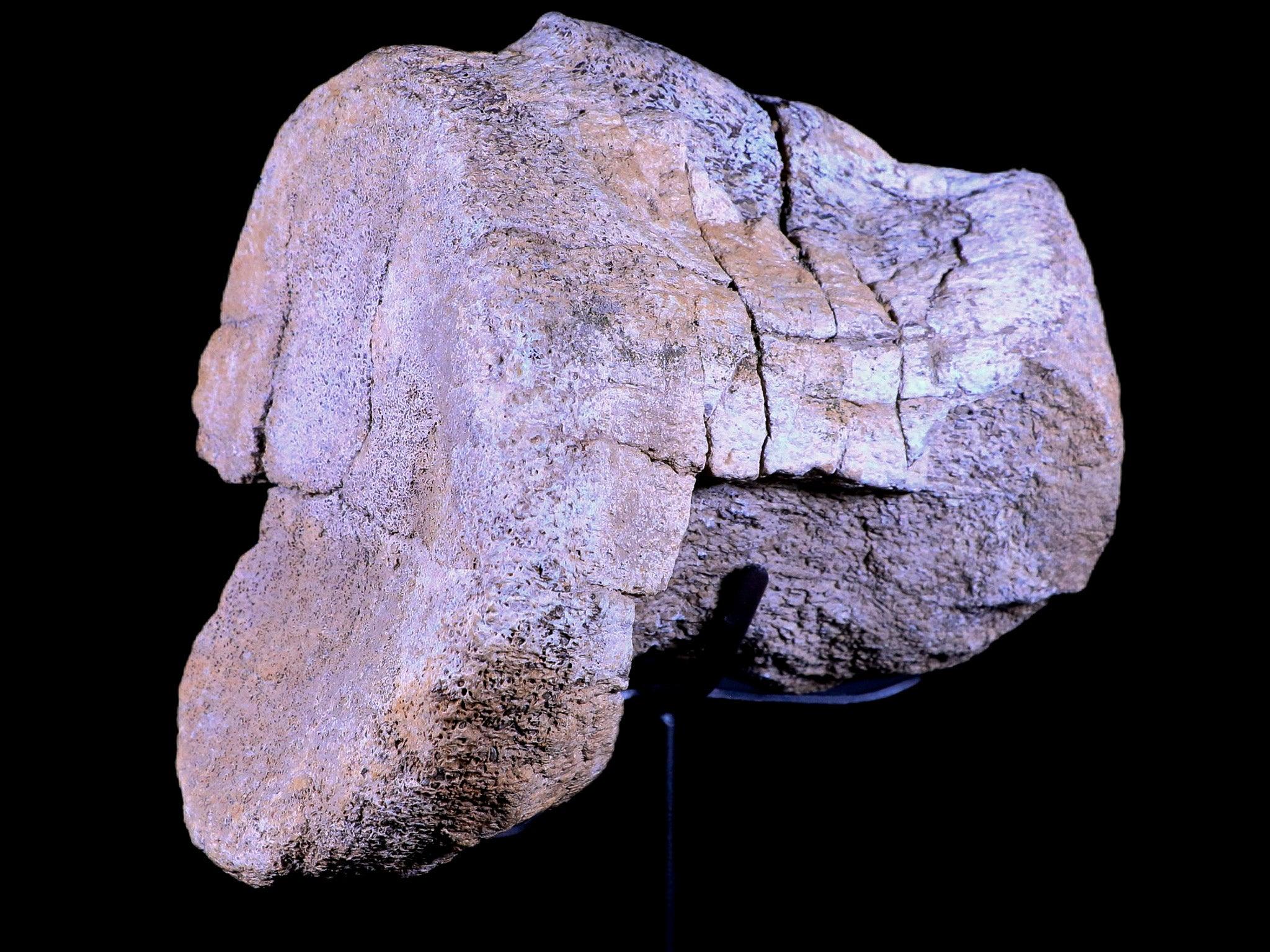 5.5" Camarasaurus Dinosaur Fossil Vertebrae Bone Morrison FM CO Jurassic COA Stand - Fossil Age Minerals