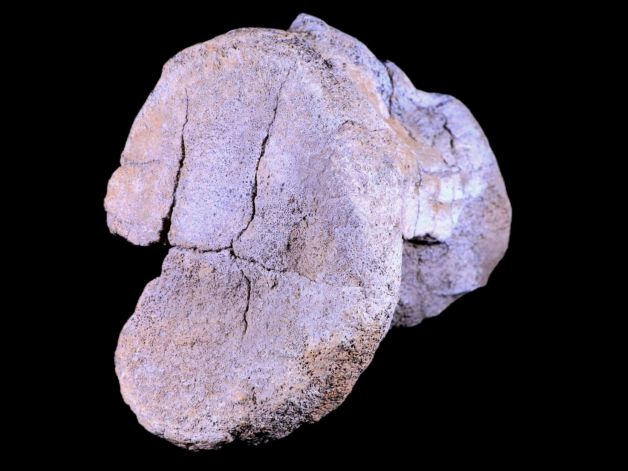 5.5" Camarasaurus Dinosaur Fossil Vertebrae Bone Morrison FM CO Jurassic COA Stand - Fossil Age Minerals