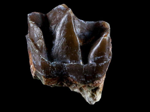 0.9" Running Rhino Hyracodon Nebrascensis Fossil Tooth SD Badlands COA, Display - Fossil Age Minerals