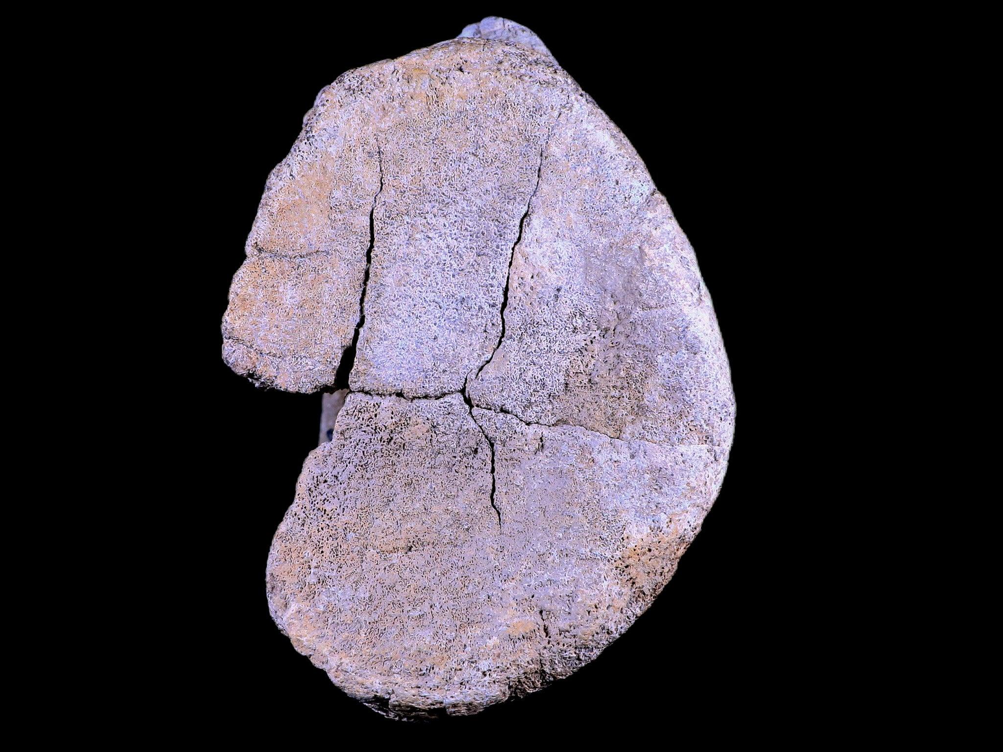 5.5" Camarasaurus Dinosaur Fossil Vertebrae Bone Morrison FM CO Jurassic COA Stand - Fossil Age Minerals