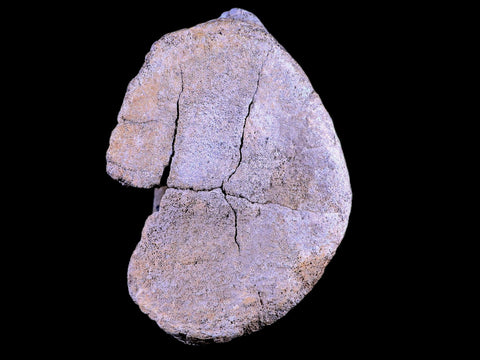 5.5" Camarasaurus Dinosaur Fossil Vertebrae Bone Morrison FM CO Jurassic COA Stand - Fossil Age Minerals