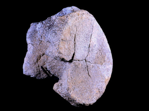 5.5" Camarasaurus Dinosaur Fossil Vertebrae Bone Morrison FM CO Jurassic COA Stand - Fossil Age Minerals