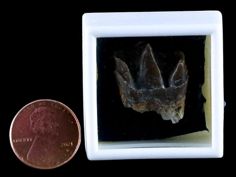 0.9" Running Rhino Hyracodon Nebrascensis Fossil Tooth SD Badlands COA, Display - Fossil Age Minerals